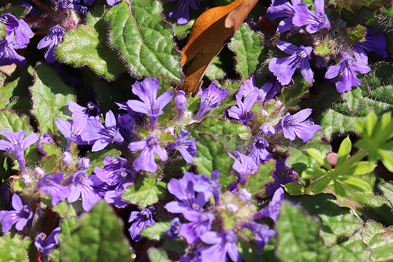 f:id:donaneight:20210413104120j:plain