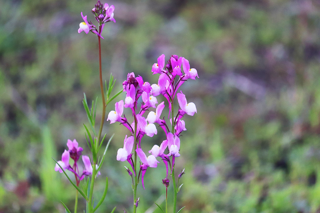 f:id:donaneight:20210413104151j:plain