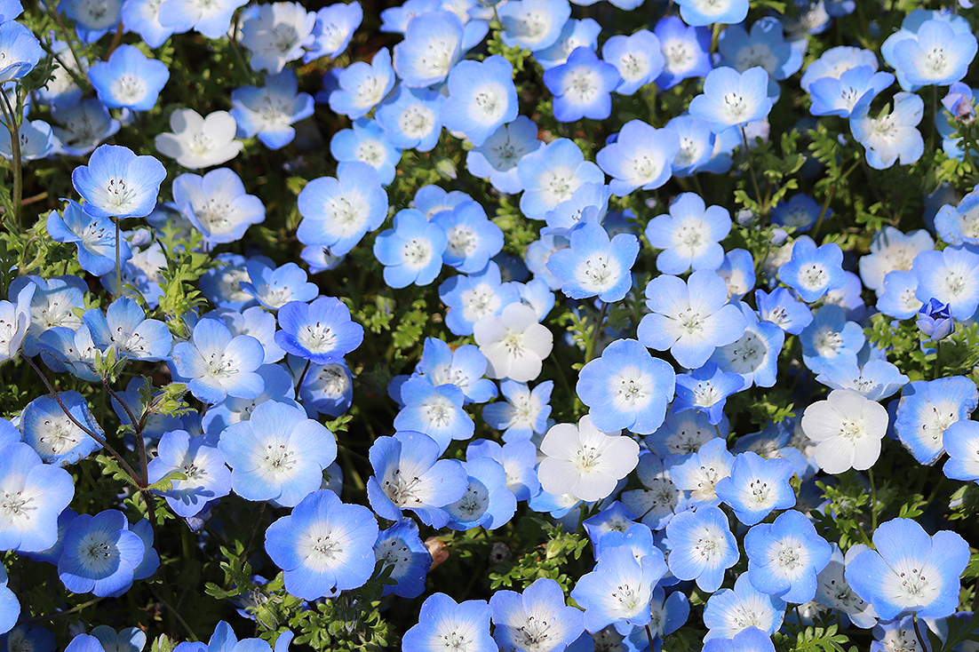 ネモフィラ風まんじゅう どーなんの定年後のチャレンジ