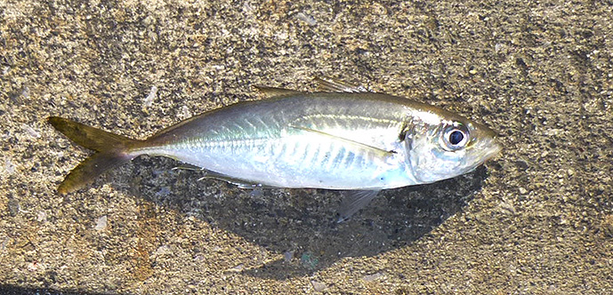 f:id:donaneight:20210419104448j:plain