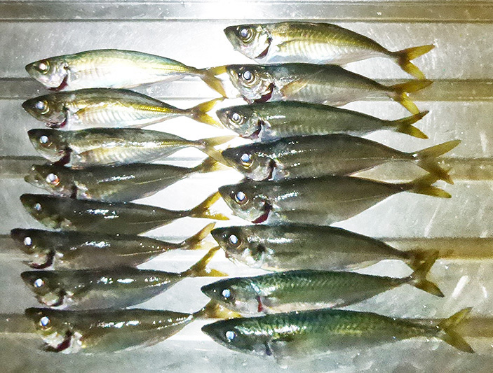 f:id:donaneight:20210419113503j:plain