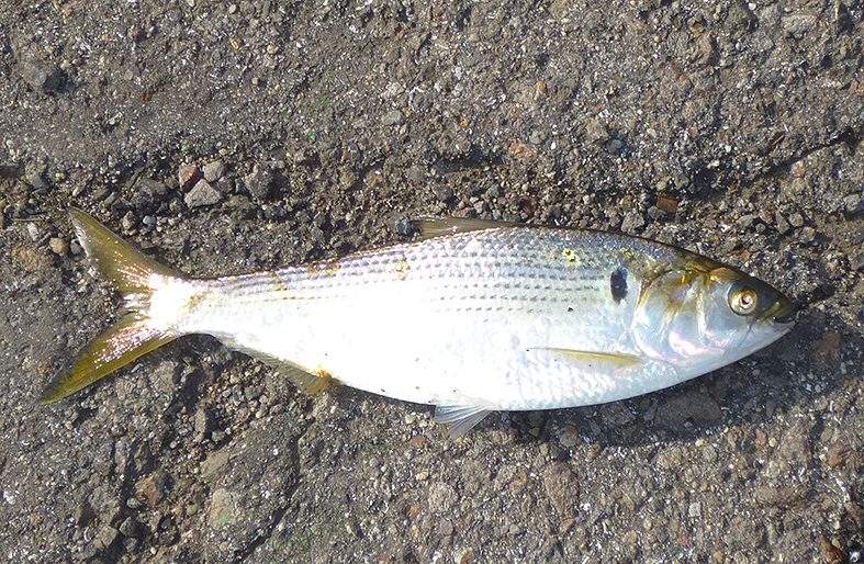 f:id:donaneight:20210510140502j:plain