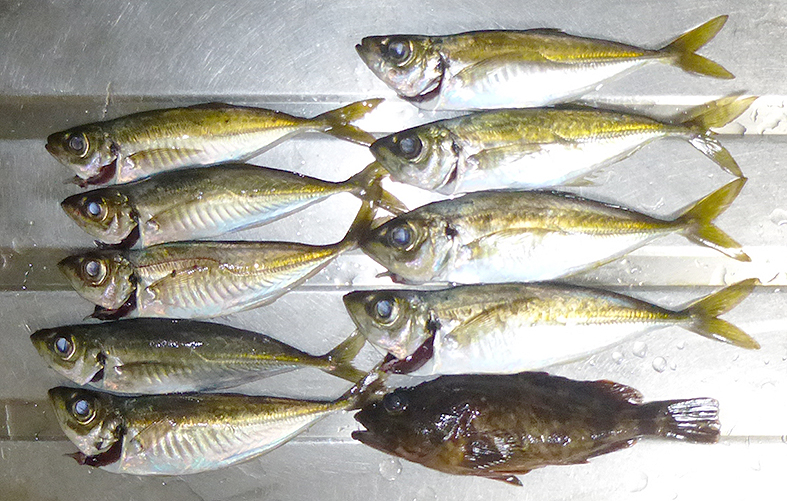 f:id:donaneight:20210510140700j:plain