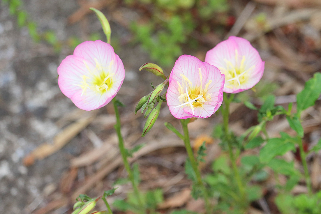 f:id:donaneight:20210513105427j:plain