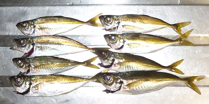 f:id:donaneight:20210516092340j:plain