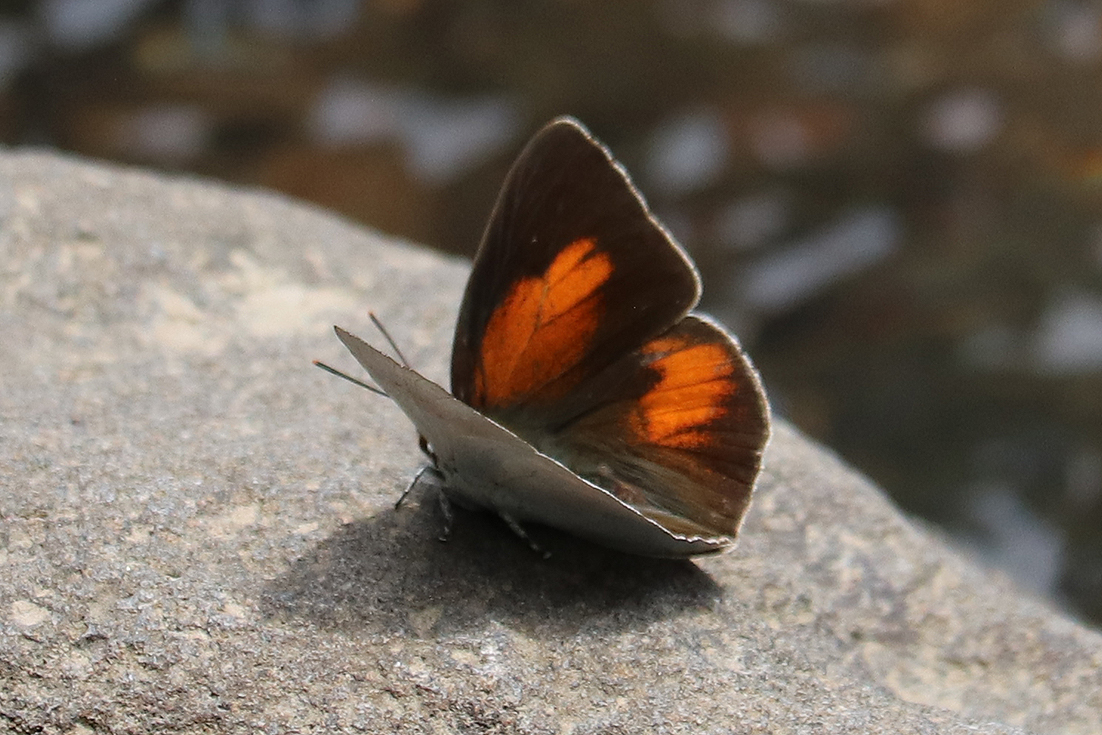 f:id:donaneight:20210607093210j:plain