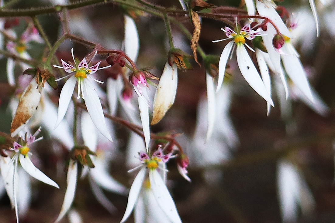 f:id:donaneight:20210607093353j:plain