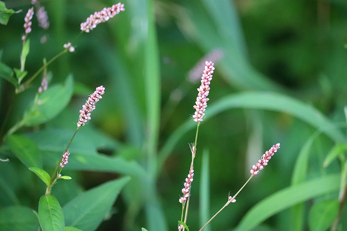 f:id:donaneight:20210910091750j:plain