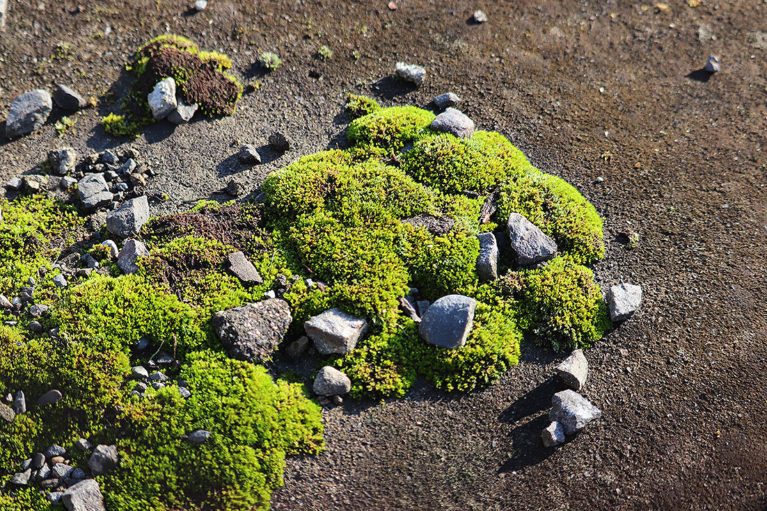 f:id:donaneight:20211029100129j:plain