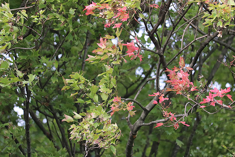 f:id:donaneight:20211029100350j:plain