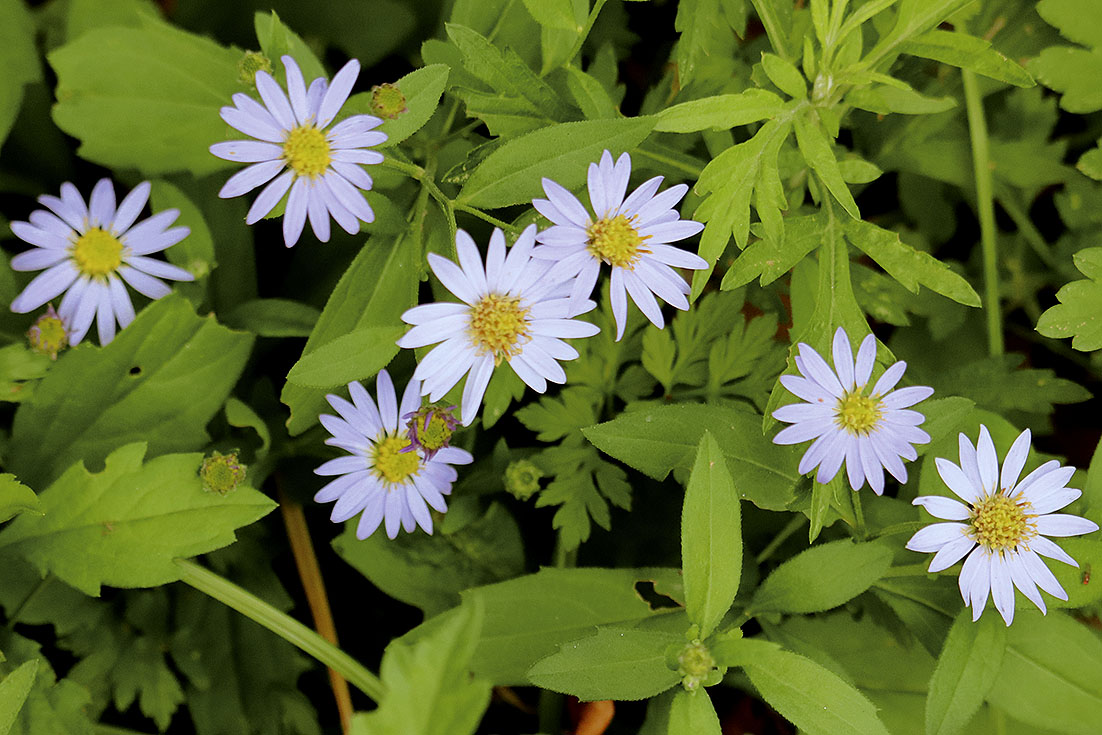 f:id:donaneight:20211029100438j:plain