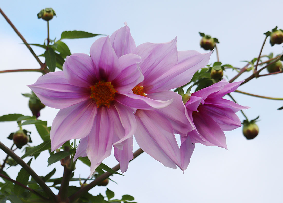 f:id:donaneight:20211113083331j:plain