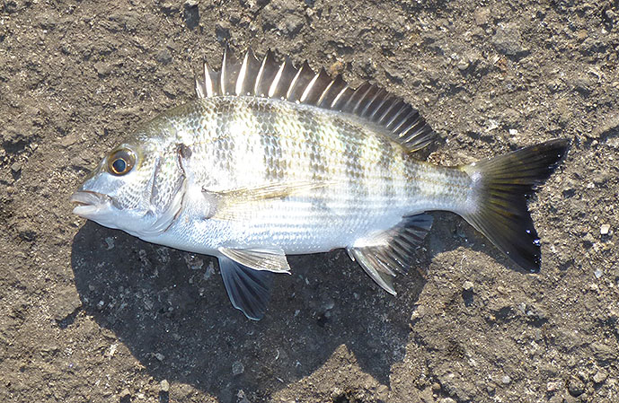 f:id:donaneight:20211210114249j:plain