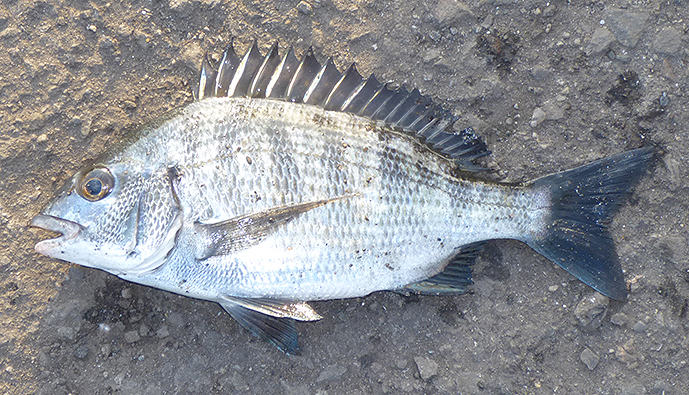 f:id:donaneight:20211216085941j:plain