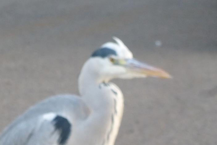 f:id:donaneight:20211216090025j:plain