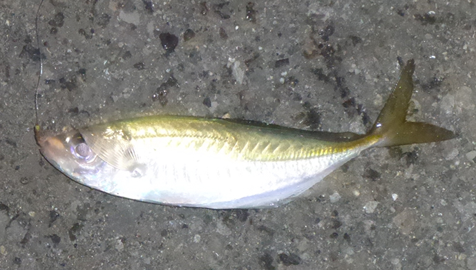 f:id:donaneight:20211216090041j:plain