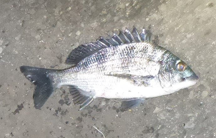 f:id:donaneight:20211216090056j:plain