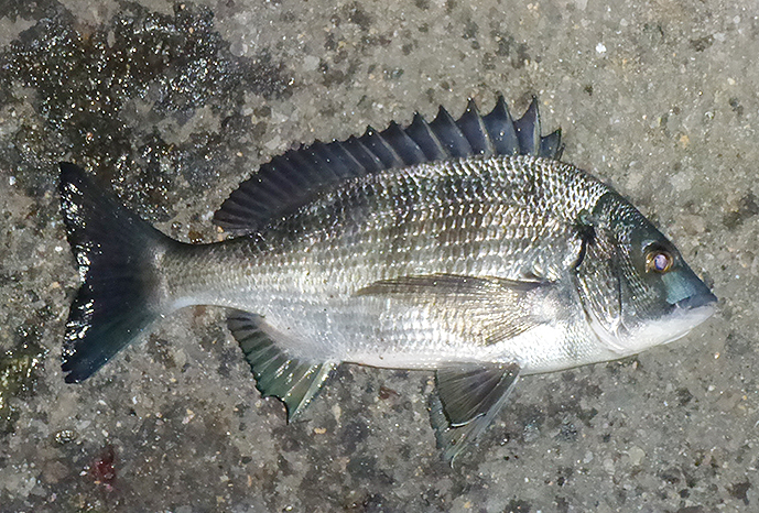 f:id:donaneight:20211216090110j:plain