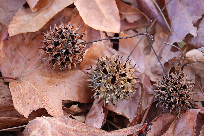 f:id:donaneight:20211219094045j:plain