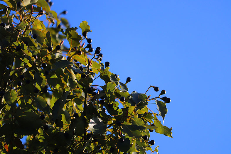 f:id:donaneight:20211219094129j:plain