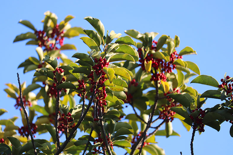 f:id:donaneight:20211219094154j:plain