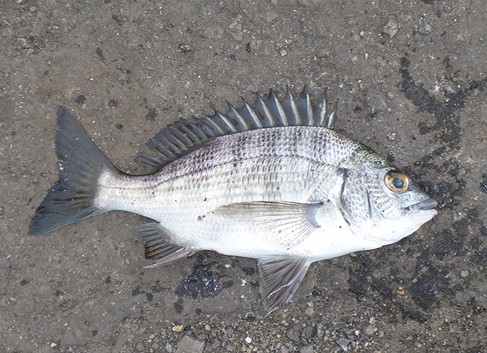 f:id:donaneight:20220110090707j:plain