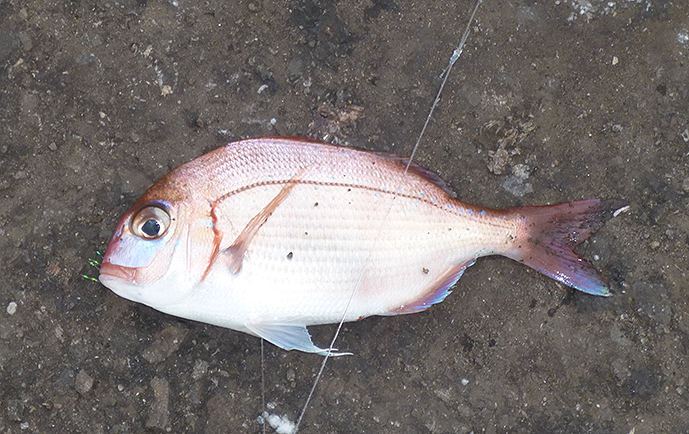 f:id:donaneight:20220121084439j:plain