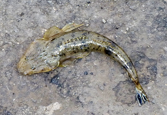 f:id:donaneight:20220123101203j:plain