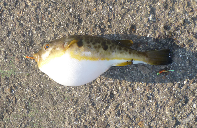 f:id:donaneight:20220301075724j:plain