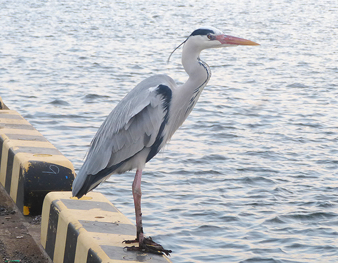 f:id:donaneight:20220301075732j:plain