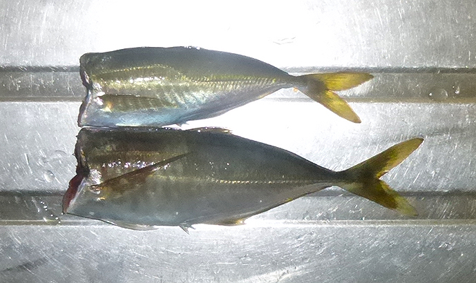 f:id:donaneight:20220301075740j:plain