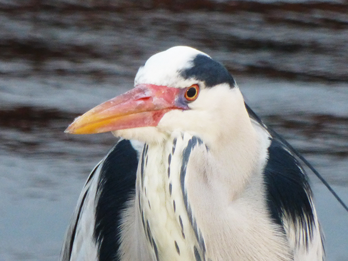 f:id:donaneight:20220306094103j:plain