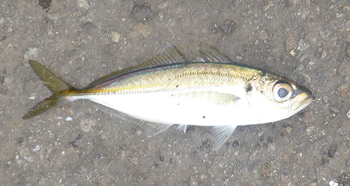 f:id:donaneight:20220306094119j:plain