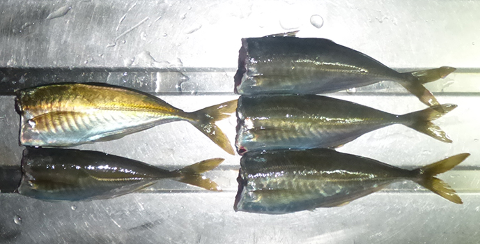 f:id:donaneight:20220306094444j:plain