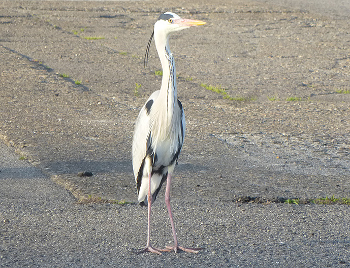 f:id:donaneight:20220328090037j:plain