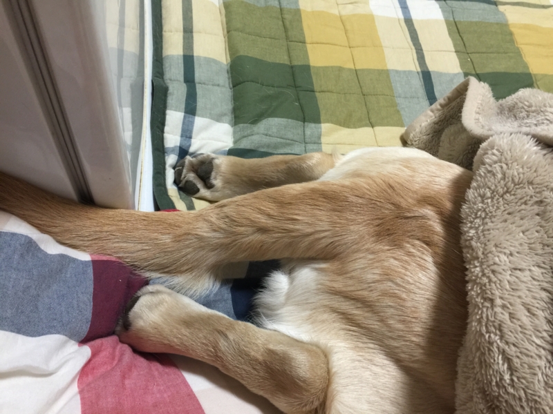 f:id:donchan922:20150213063838j:plain