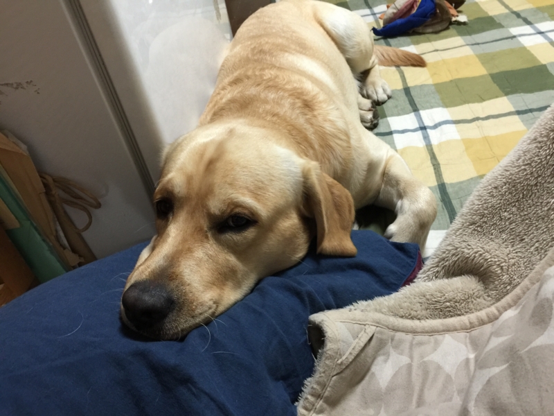 f:id:donchan922:20150324214208j:plain