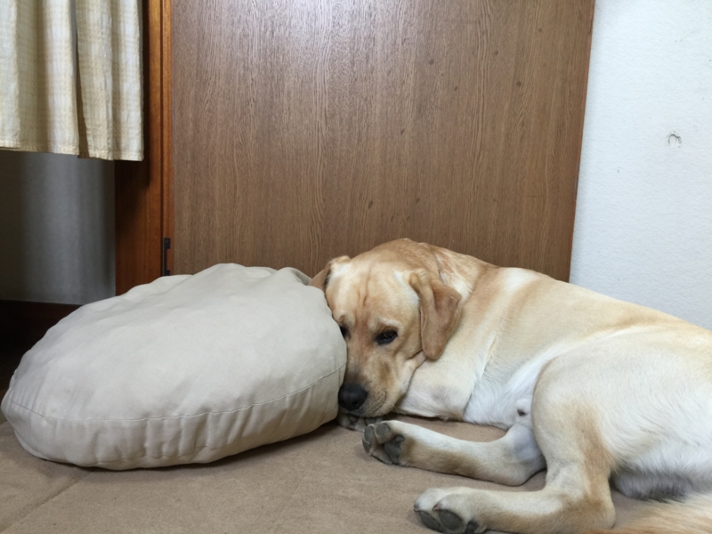 f:id:donchan922:20150419123001j:plain