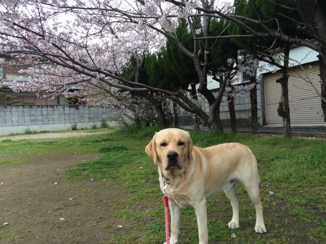 f:id:donchan922:20150519232837j:image