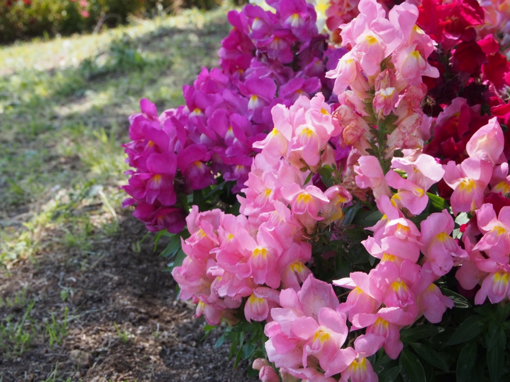 f:id:donchan922:20160429095230j:plain f:id:donchan922:20160429095230j:plain