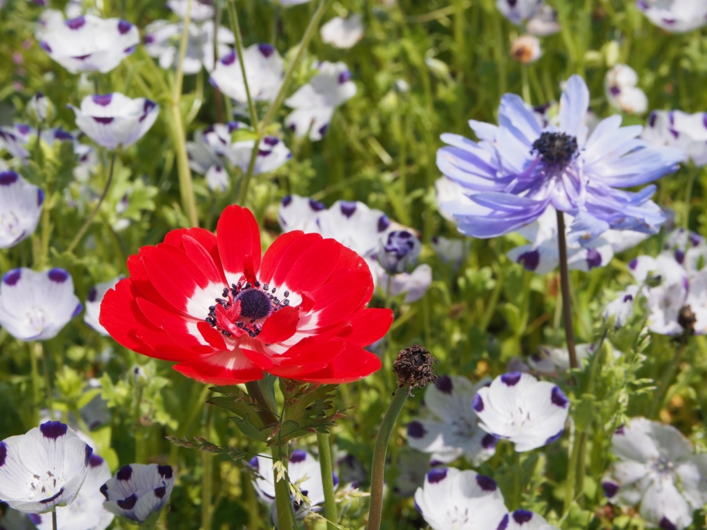 f:id:donchan922:20160429101906j:plain f:id:donchan922:20160429101906j:plain