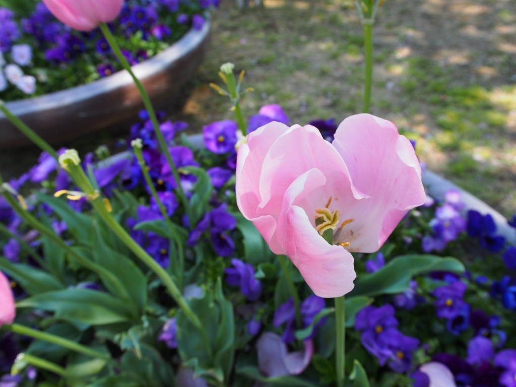 f:id:donchan922:20160429102922j:plain f:id:donchan922:20160429102922j:plain