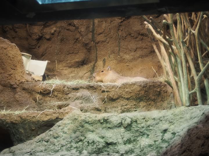 f:id:donchan922:20171021131941j:plain