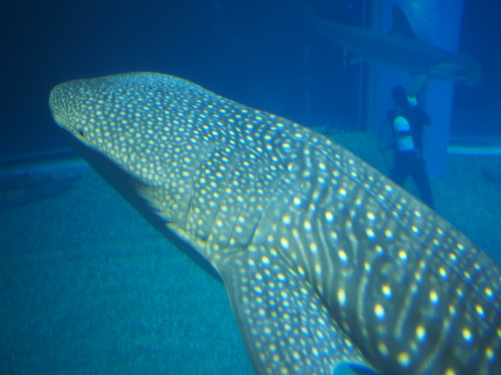 f:id:donchan922:20171021133537j:plain