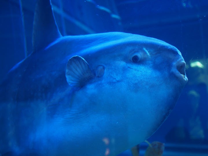 f:id:donchan922:20171021134837j:plain