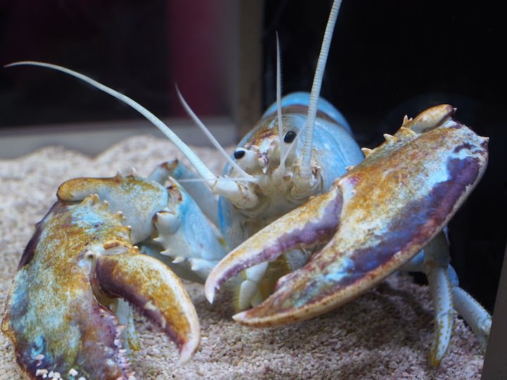 f:id:donchan922:20171021140244j:plain