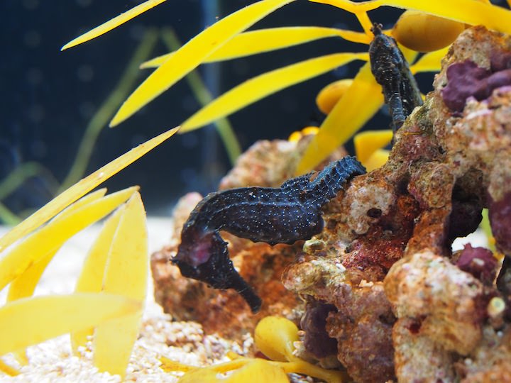 f:id:donchan922:20171021140327j:plain