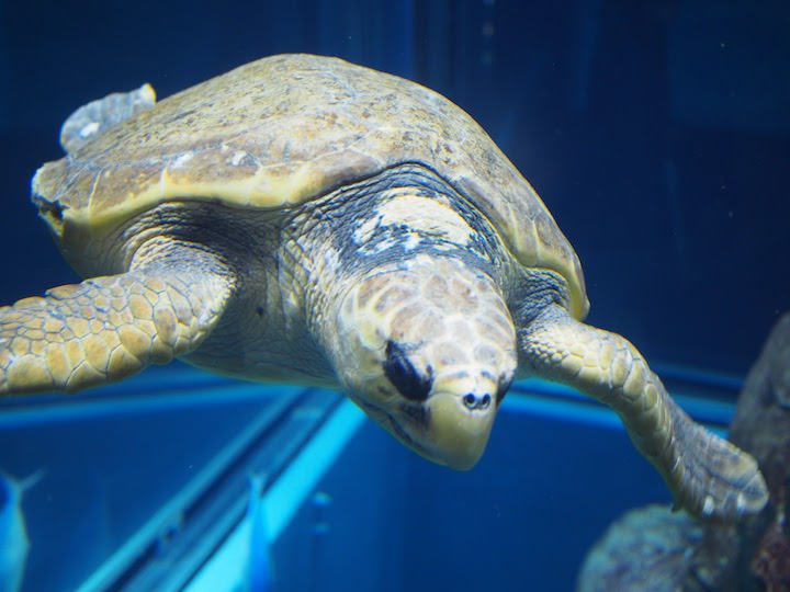 f:id:donchan922:20171021140647j:plain