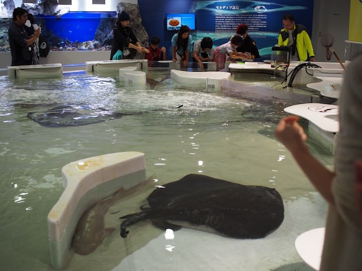 f:id:donchan922:20171021144656j:plain