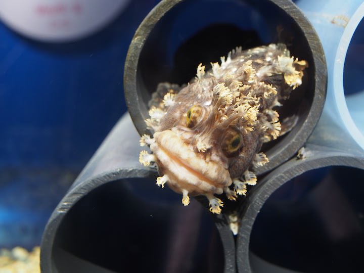 f:id:donchan922:20171021145106j:plain